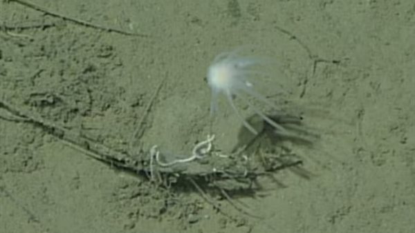 أقدم حيوان على الأرض