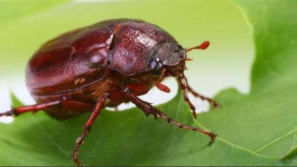 حشرة الموالح