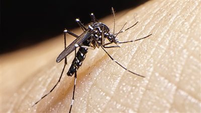 في اليوم العالمي للبعوض.. تعرف على أبرز الأمراض التي يساهم في نقلها 