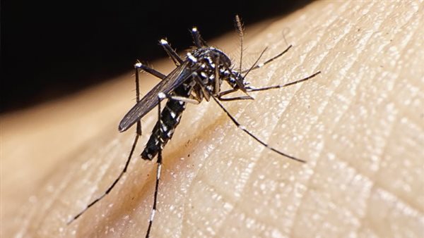 اليوم العالمي للبعوض