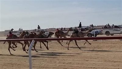 اليوم انطلاق مهرجان لسباق الهجن في العريش ضمن احتفالات العيد القومي لشمال سيناء