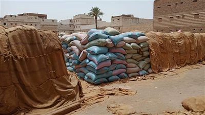 توريد 309 آلاف طن قمح إلى الشون والصوامع بالمنيا