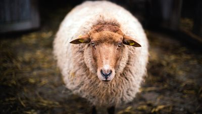 أول أيام عيد الأضحى 2023.. موعد صلاة العيد وما يفعله الحجاج وغير الحجاج يوم النحر