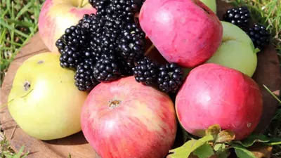 تناول تلك الفاكهة يقلل احتمالية الإصابة بالضعف العام 