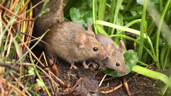 حملة مكافحة الفئران