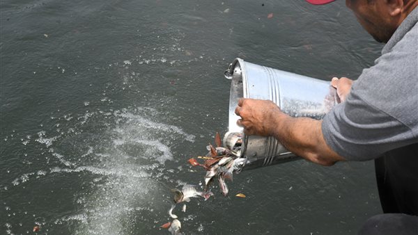 إلقاء زريعة سمك بنهر