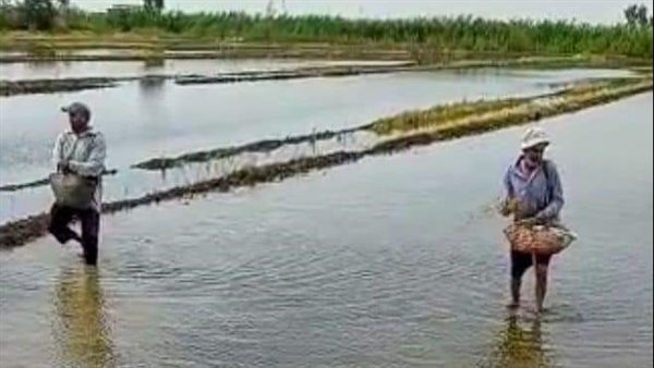 زراعة المحاصيل الاستراتيجية