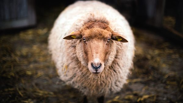 أول أيام عيد الأضحى