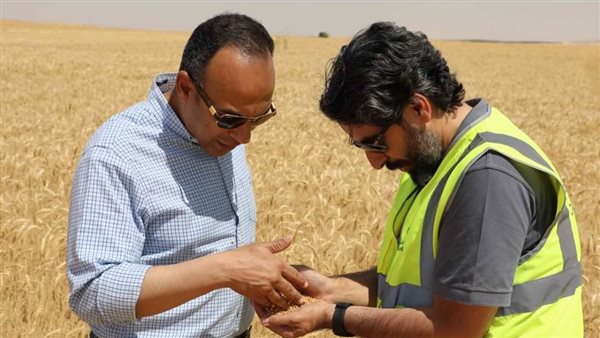 نائب محافظ المنيا