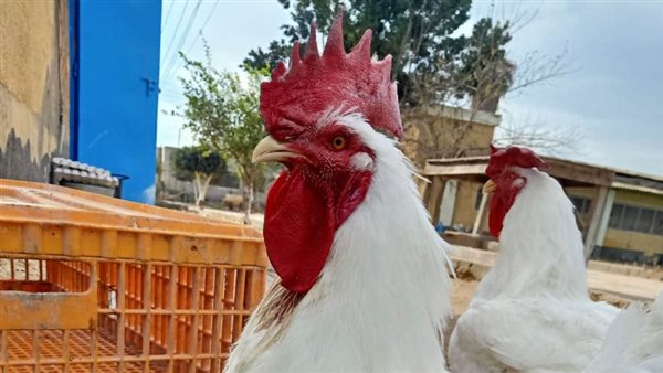  إنتاج أول ديك وفرخة