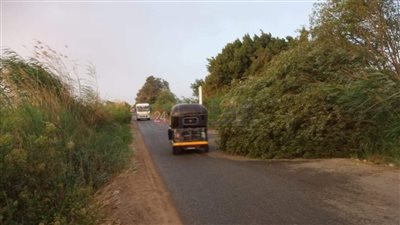 سقوط أشجار ونخيل بالطرق وقطع أسلاك كهربائيّة بإحدى قرى المنيا بسبب سوء الأحوال الجوية