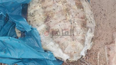 قذفتها الأمواج على الشاطئ.. العثور على سلحفاة نافقة منزوعة الرأس والأرجل| صور