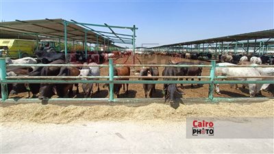 للعام التاسع على التوالي.. مصر الخير تطلق حملة صك الأضحية لخدمة المواطنين في جميع المحافظات