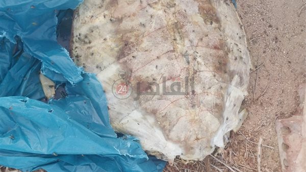 العثور على سلحفاة