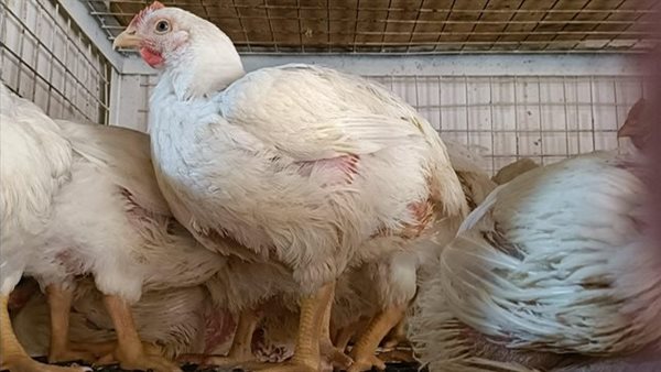 أسعار الدواجن بالأقصر