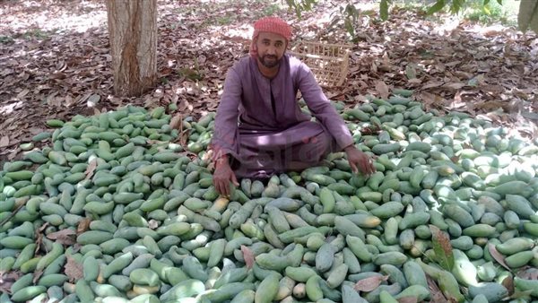 محصول المانجو