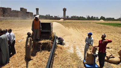 إنتاج الفدان يصل إلى 30 أردبا.. قنا تحصد المركز الأول على مستوى الجمهورية في تحسين محصول القمح