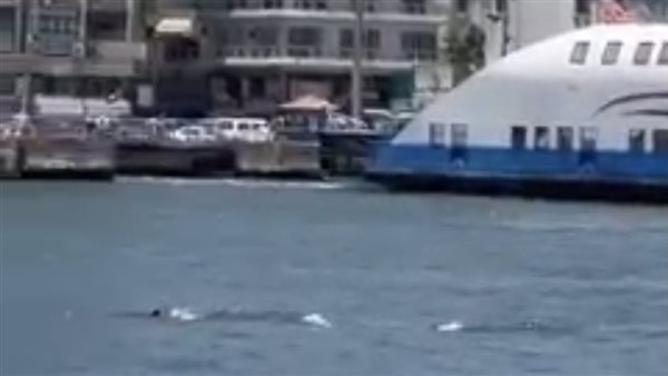 ظهور الدلافين ببورسعيد