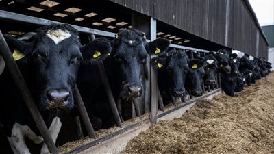 استعدادًا لعيد الأضحى.. التموين: وصول 25 ألف رأس ماشية وضخها في المنافذ | بث مباشر