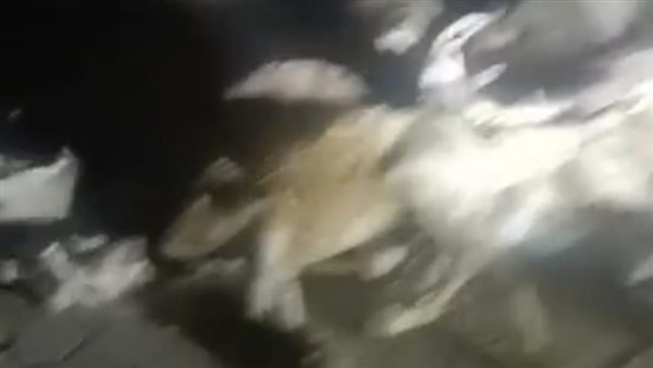 العثور علي حمير نافقه