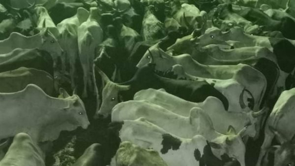 استقبال 300 رأس ماشية