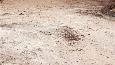 تشكيل لجان لكشف حقيقة ظهور ثعبان عملاق داخل إحدى المصالح الحكومية بكفر الشيخ | خاص