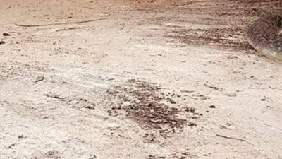 لم يره أحد.. لجان من الطب البيطري لكشف حقيقة الثعبان العملاق بـ كفر الشيخ| بث مباشر 