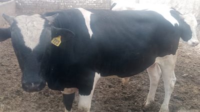 بتخفيضات 30%.. فتح باب حجز الأضاحي بمنافذ وزارة الزراعة