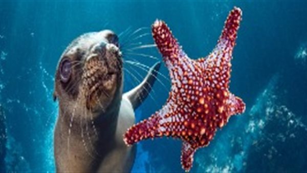 اليوم العالمي للمحيطات