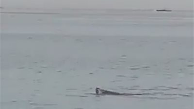 بعد حادث سمكة القرش.. إيقاف أنشطة السباحة ببعض شواطئ الغردقة لمدة يومين