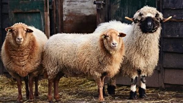 أضحية العيد وشروطها