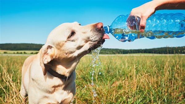 صورة أرشيفية - كلب