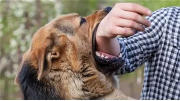 كلب يعقر مواطن -