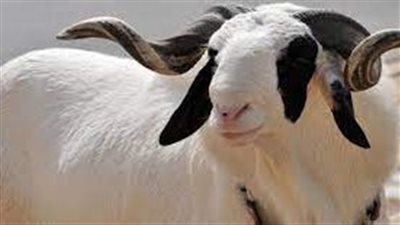 شروط الأضحية الخروف.. 5 أمور مهمة ينبغي توافرها في الأضحية