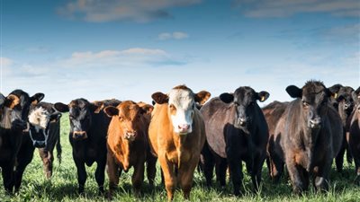 هل يشترط في الأضحية بلوغها سنتين؟.. اعرف رأي الشرع