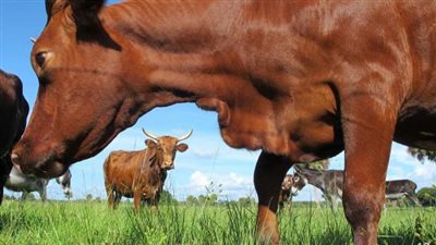 شروط الأضحية البقر والجاموس.. العمر والوزن المناسبين للذبح