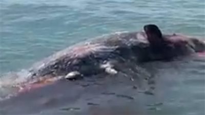 مدير محمية أشتوم الجميل يوضح تفاصيل ظهور حوت نافق في مياه البحر المتوسط ببورسعيد | بث مباشر