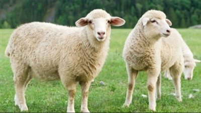 حكم الأضحية في المذاهب الأربعة.. واجبة عند الحنفية في هذه الحالة