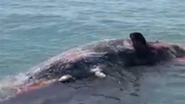 حوت في مياه البحر