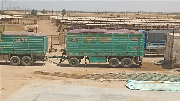 ضبط قمح محلي قبل