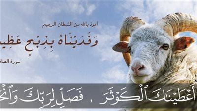 دار الإفتاء المصرية توضح عمر الأضحية.. الفرق بين الثنية والجذعة في بهيمة الأنعام