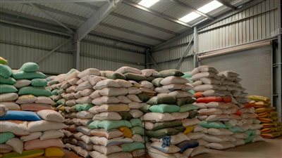 توريد 85 % من القمح المستهدف هذا العام لشون وصوامع البحيرة