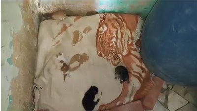 الحكومة تنقذ مجموعة قطط نفقت أمها وتركتها في منزل بالقليوبية: الراحمون يرحمهم الله │فيديو