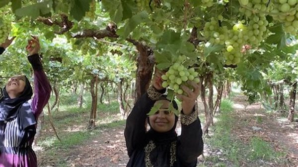 بدء موسم جني العنب