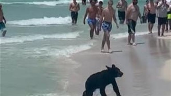 دب يثير الذعر 