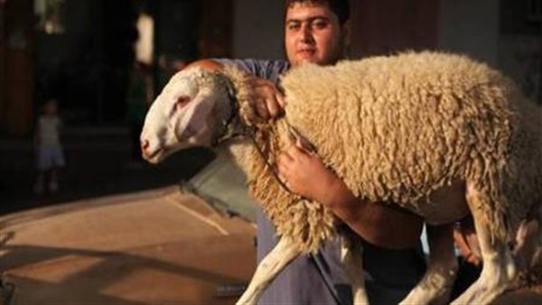 تقسيم الأضحية