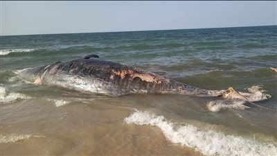 من نوع العنبر.. مدير أشتوم الجميل يكشف تفاصيل استخراج حوت المتوسط النافق: دفن بشكل صحي | صور وفيديو 