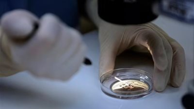 إنجاز تاريخي..علماء يعلنون إنشاء أجنة بشرية اصطناعية بالمختبر دون بويضة أو حيوانات منوية