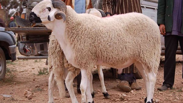 ذبح الاضحية 