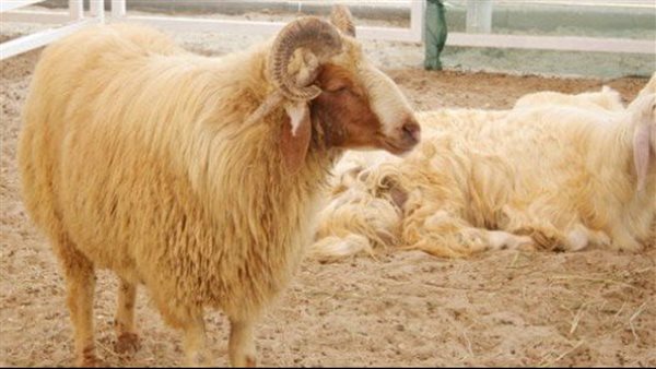 حكم الأضحية في عيد